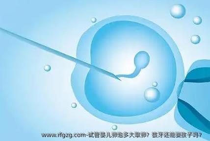代孕卵泡多大卵泡取出？拔牙还能要孩子吗？ 