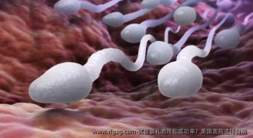 代孕费用和成功率？美国医院选择指南 